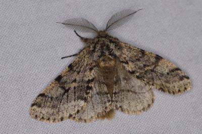 <i>Lycia hirtaria</i>