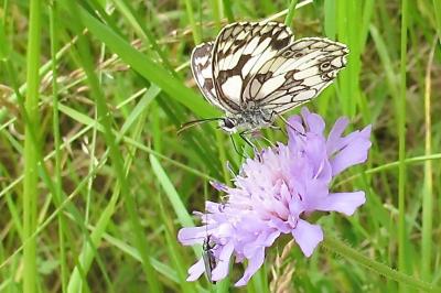 <i>Melanargia galathea</i>