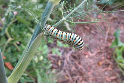 <i>Papilio machaon</i>