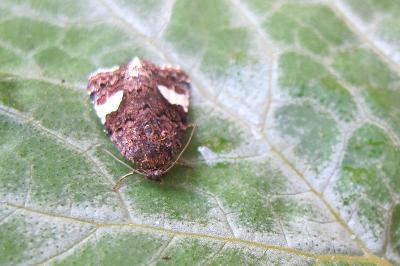 <i>Tyta luctuosa</i>