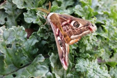 <i>Saturnia pavonia</i>