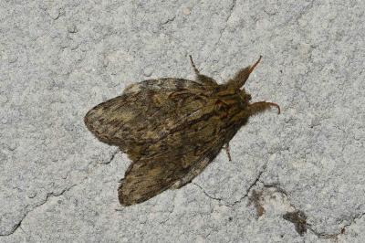 <i>Peridea anceps</i>