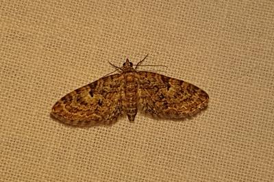 <i>Eupithecia</i>
