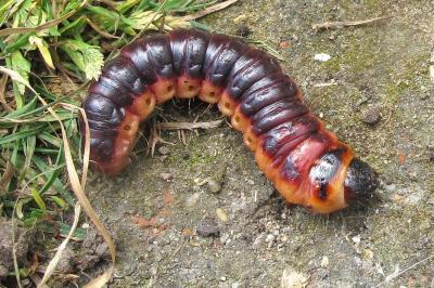 <i>Cossus cossus</i>