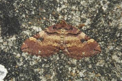 <i>Earophila badiata</i>