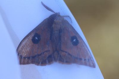 <i>Aglia tau</i>