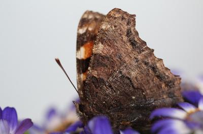 <i>Nymphalis polychloros</i>
