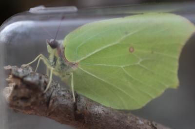 <i>Gonepteryx rhamni</i>