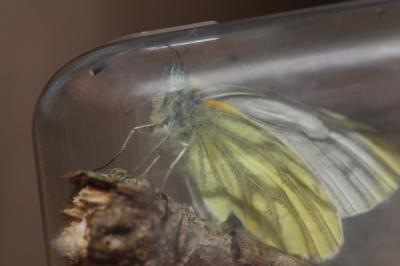 <i>Pieris napi</i>