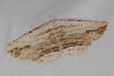 <i>Menophra abruptaria</i>