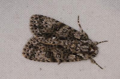 <i>Acronicta rumicis</i>