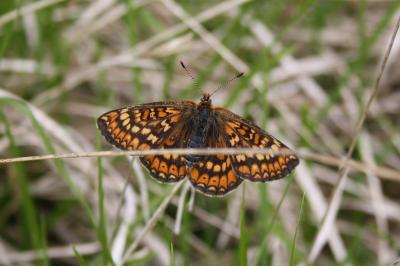 <i>Euphydryas aurinia</i>
