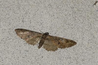 <i>Eupithecia abbreviata</i>