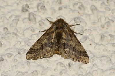 <i>Lycia hirtaria</i>