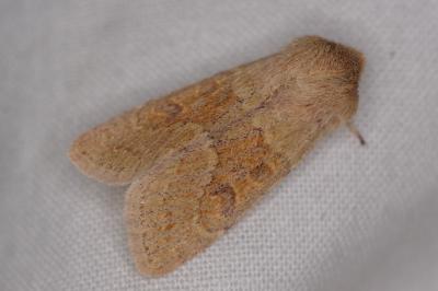 <i>Orthosia miniosa</i>