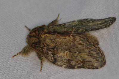 <i>Peridea anceps</i>