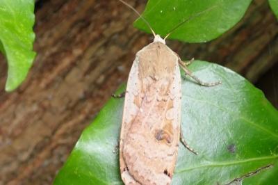 <i>Noctua pronuba</i>