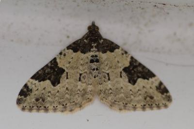 <i>Xanthorhoe fluctuata</i>