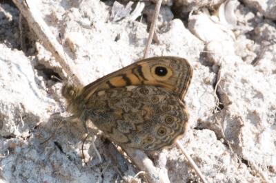 <i>Lasiommata megera</i>