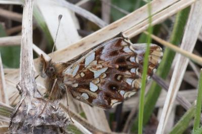 <i>Boloria dia</i>