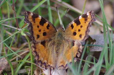 <i>Nymphalis polychloros</i>