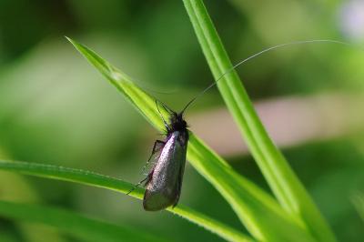<i>Adela reaumurella</i>