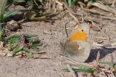 <i>Coenonympha pamphilus</i>