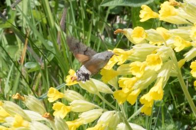 <i>Macroglossum stellatarum</i>
