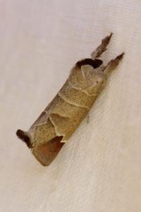 <i>Clostera curtula</i>