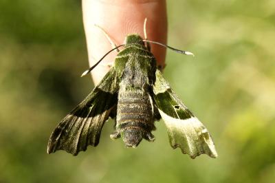 <i>Proserpinus proserpina</i>