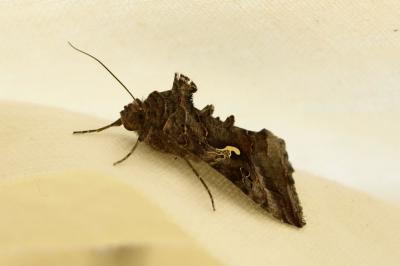 <i>Autographa gamma</i>