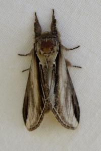 <i>Pheosia tremula</i>