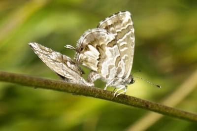 <i>Cacyreus marshalli</i>
