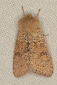 <i>Orthosia miniosa</i>