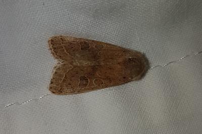 <i>Orthosia cerasi</i>