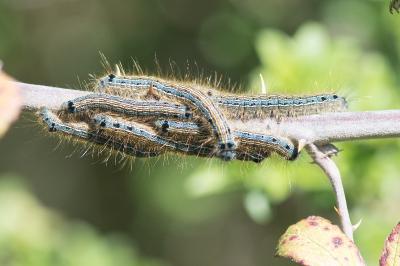 <i>Malacosoma neustria</i>