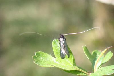 <i>Adela reaumurella</i>