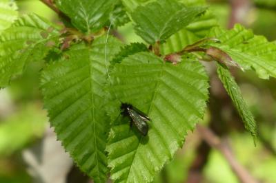 <i>Adela reaumurella</i>