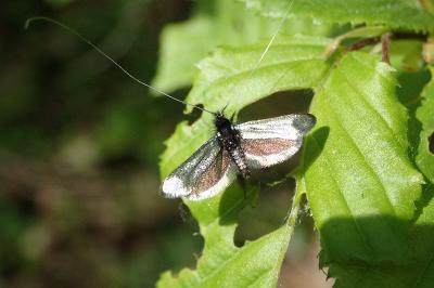 <i>Adela reaumurella</i>