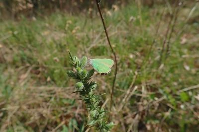 <i>Callophrys rubi</i>