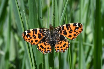 <i>Araschnia levana</i>