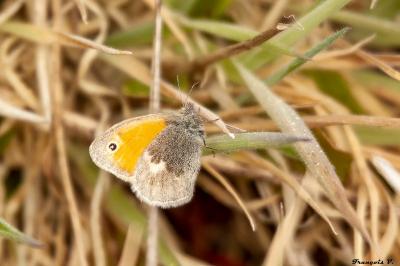 <i>Coenonympha pamphilus</i>