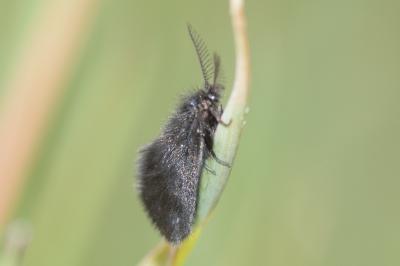 <i>Epichnopterix</i>