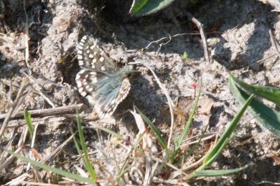 <i>Pyrgus malvae</i>