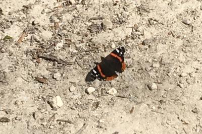 <i>Vanessa atalanta</i>