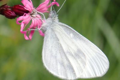 <i>Leptidea sinapis</i>