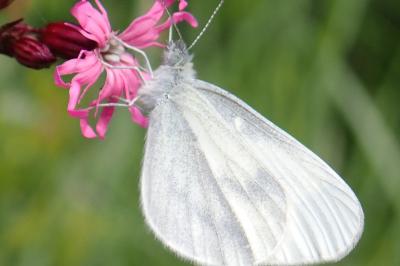 <i>Leptidea sinapis</i>