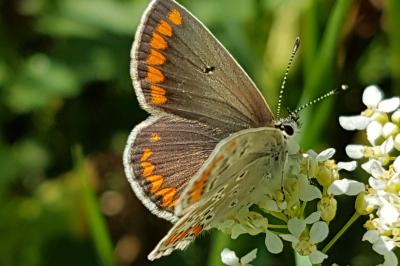 <i>Aricia agestis</i>