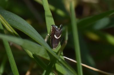 <i>Grapholita lunulana</i>