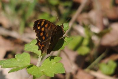 <i>Pararge aegeria</i>